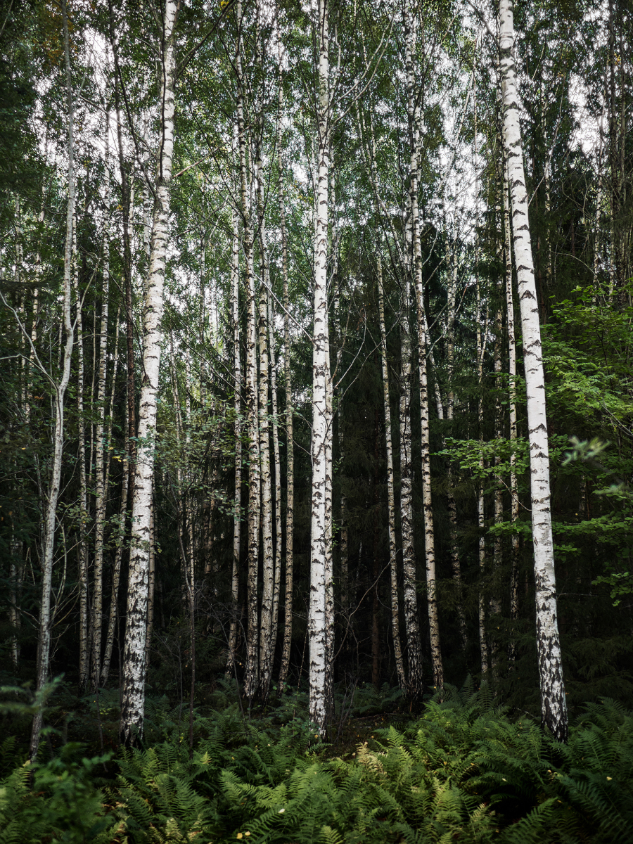 Björkskog